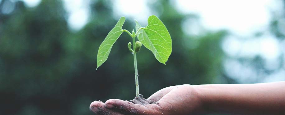 Eco-Efforts in the Middle East: Driving Sustainable Development