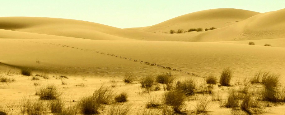 With Improved Bilateral Relations, French Investment in Saudi Arabia has Increased by 180%