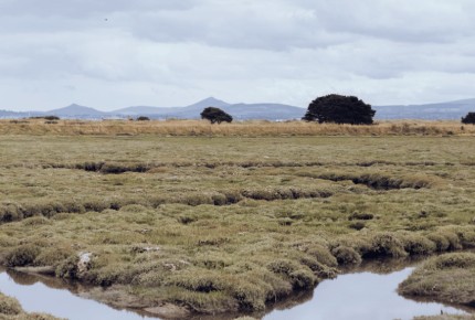 Degraded Peatlands in England